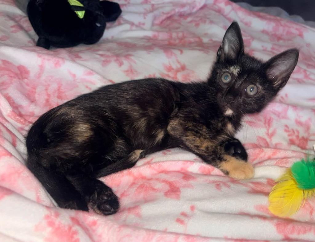 Enlarge Bindy, a Adoptable mixed breed in Magnolia, TX image 1/1