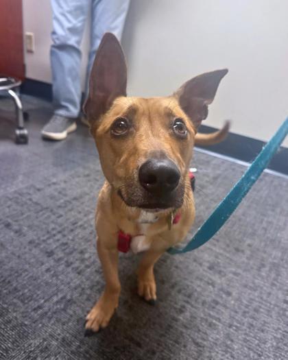 Bam bam, an adopted Mixed Breed in Missoula, MT image 2/2