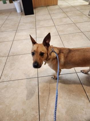 Bam bam, an adopted Mixed Breed in Missoula, MT image 1/2