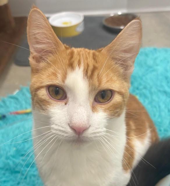 Charlie, Adoptable, Young Male Domestic Short Hair.