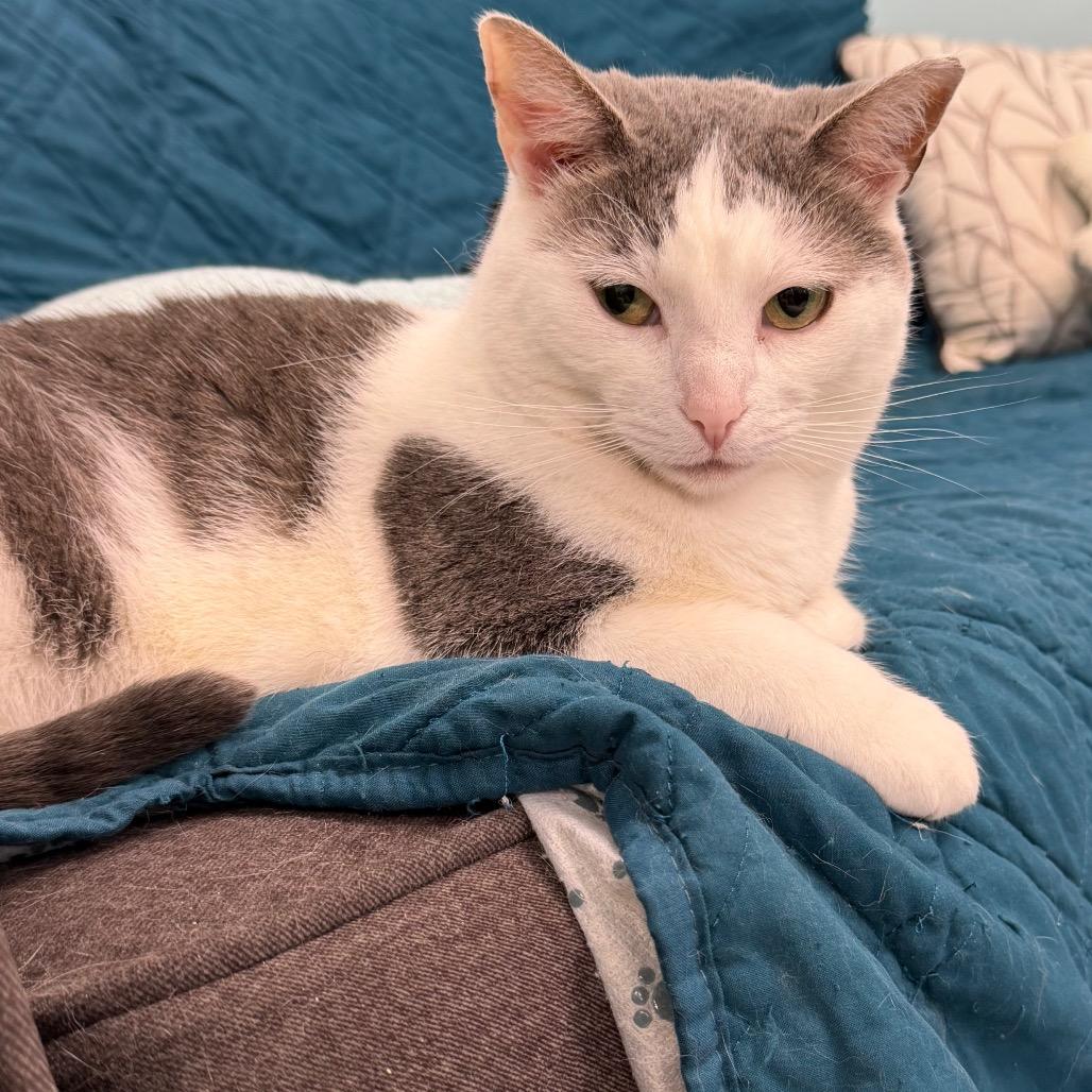 Enlarge Bonsai, a Adoptable Domestic Short Hair in PITTSBURGH, PA image 2/5