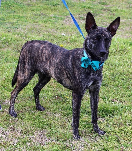 Enlarge Olivia, a Adopted Dutch Shepherd in Arlington, TX image 1/5