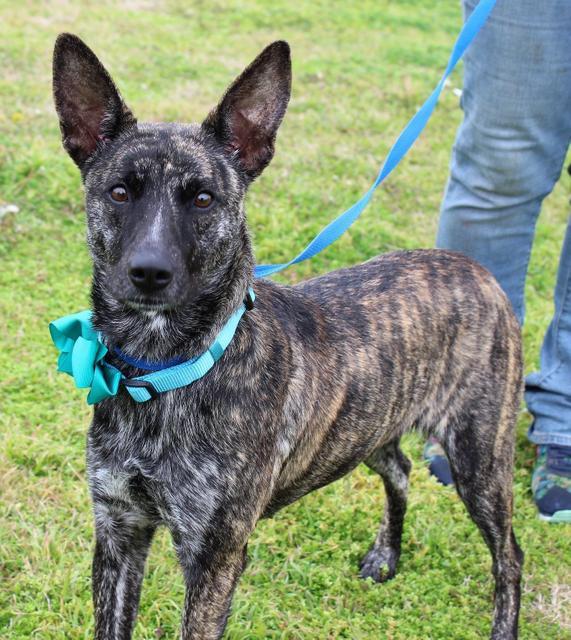 Enlarge Olivia, a Adopted Dutch Shepherd in Arlington, TX image 2/5