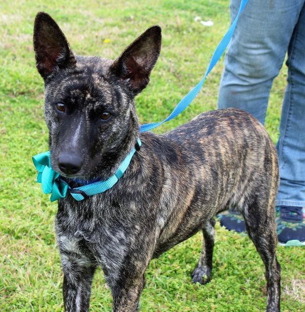 Enlarge Olivia, a Adopted Dutch Shepherd in Arlington, TX image 3/5