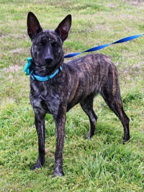 Enlarge Olivia, a Adopted Dutch Shepherd in Arlington, TX image 4/5