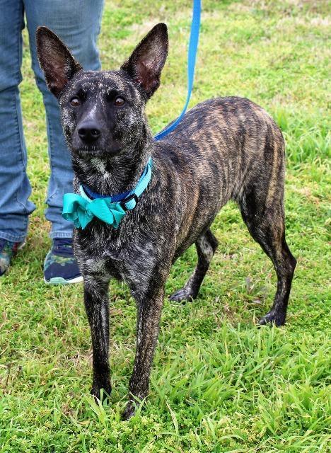 Enlarge Olivia, a Adopted Dutch Shepherd in Arlington, TX image 5/5
