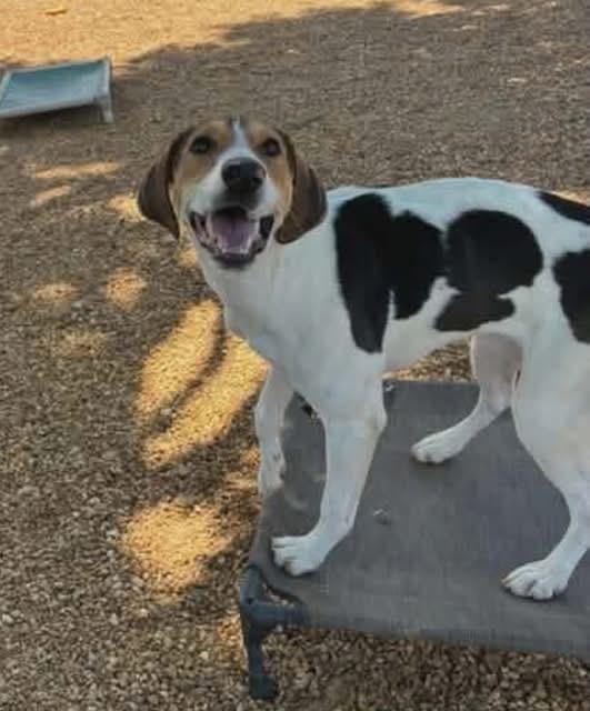Enlarge Lulu, a Adoptable Treeing Walker Coonhound in Spring Hill, TN image 3/4