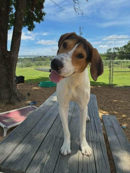 Enlarge Lulu, a Adoptable Treeing Walker Coonhound in Spring Hill, TN image 4/4
