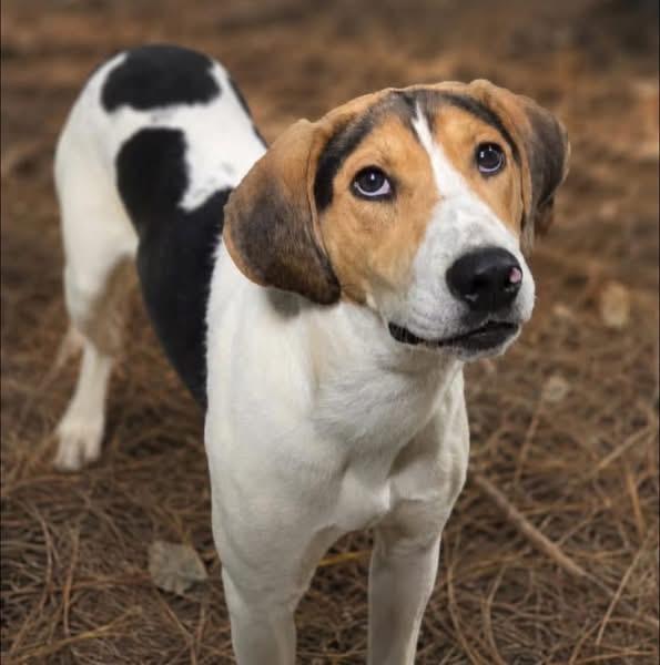 Enlarge Lulu, a Adoptable Treeing Walker Coonhound in Spring Hill, TN image 2/4