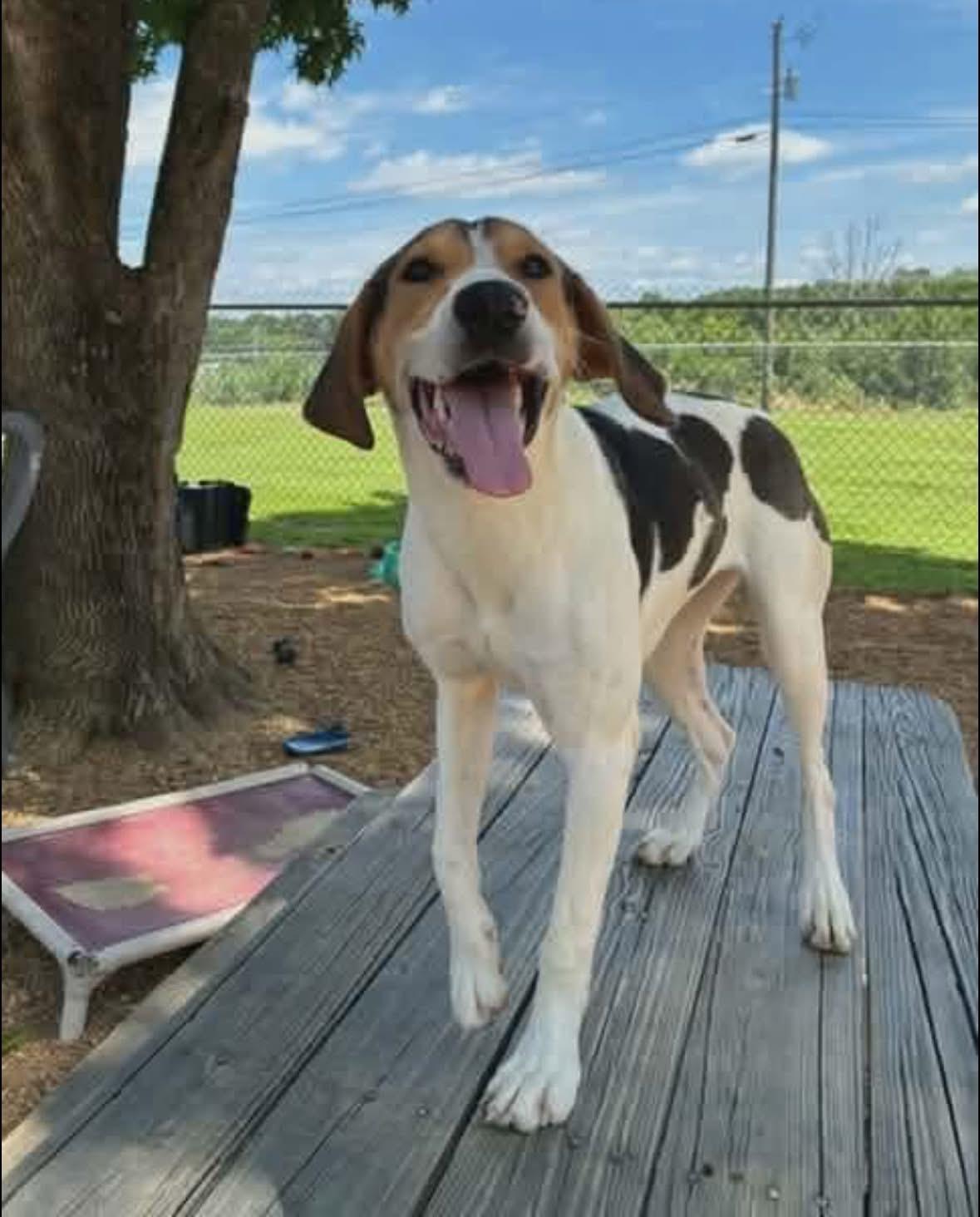 Enlarge Lulu, a Adoptable Treeing Walker Coonhound in Spring Hill, TN image 1/4