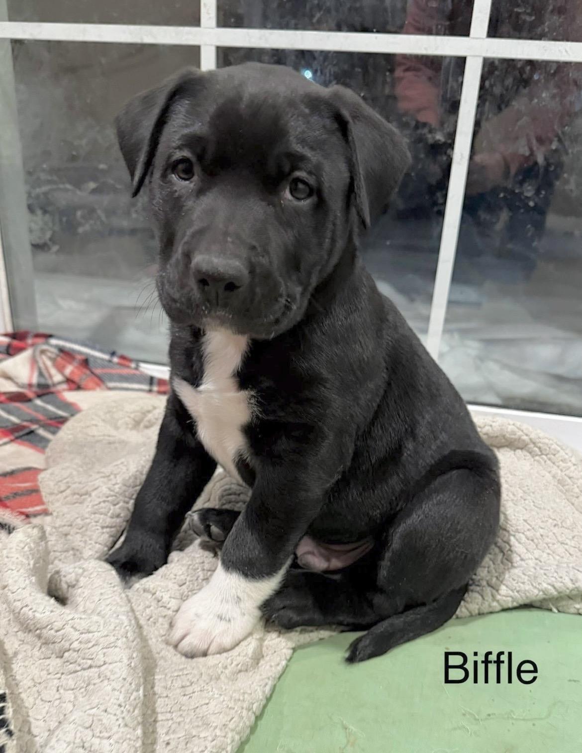 Enlarge Greg Biffle, an adopted mixed breed in Millington, MD image 1/6