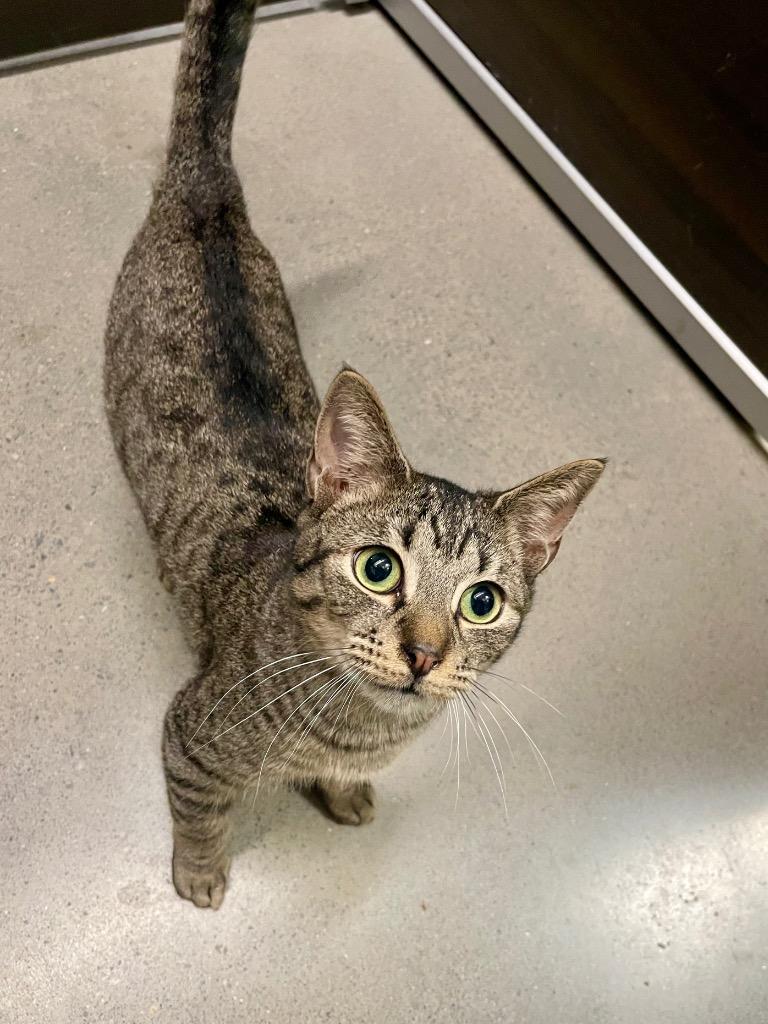 Carter, Adoptable, Young Male Domestic Short Hair.