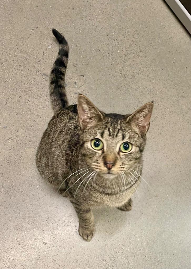 Enlarge Carter, a Adoptable mixed breed in Cumming, GA image 2/3