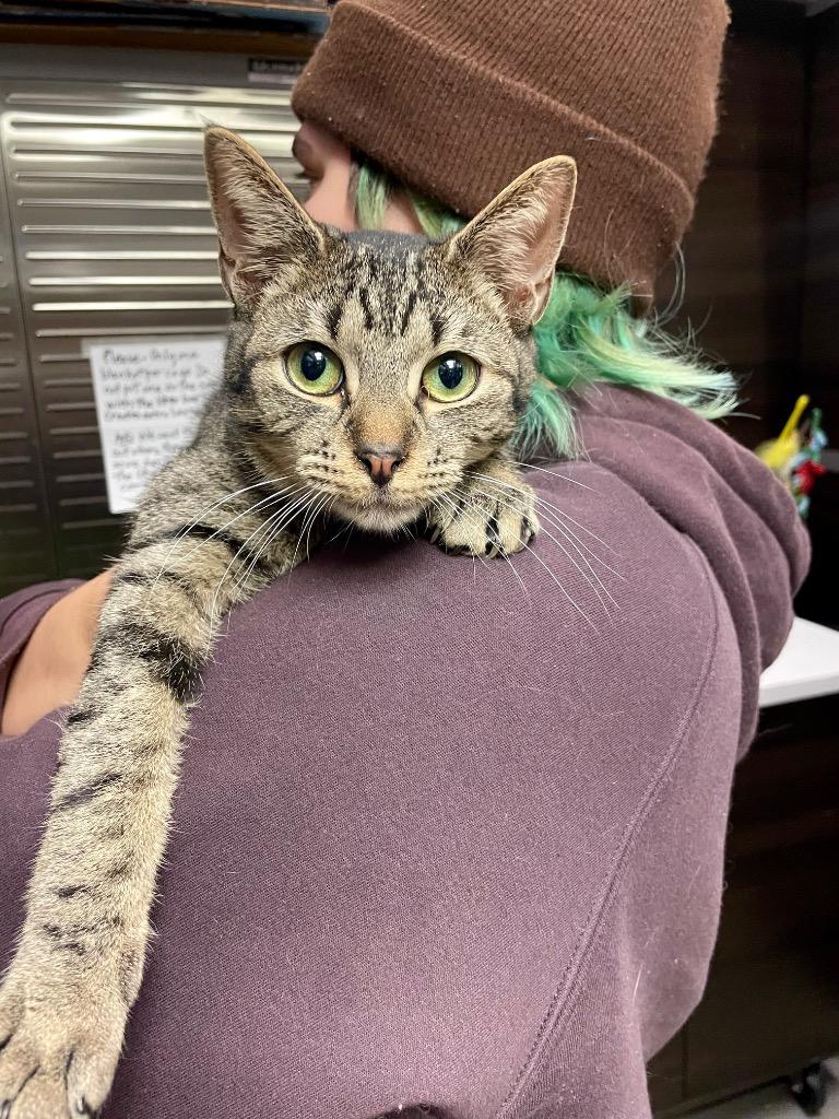 Enlarge Carter, a Adoptable mixed breed in Cumming, GA image 3/3