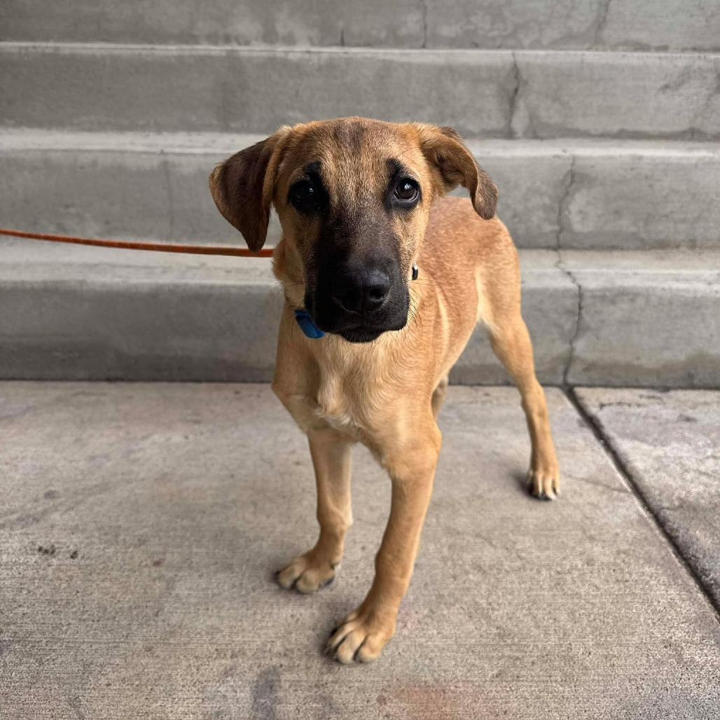 Gregory, a Adoptable Mixed Breed in Bend, OR image 1/5