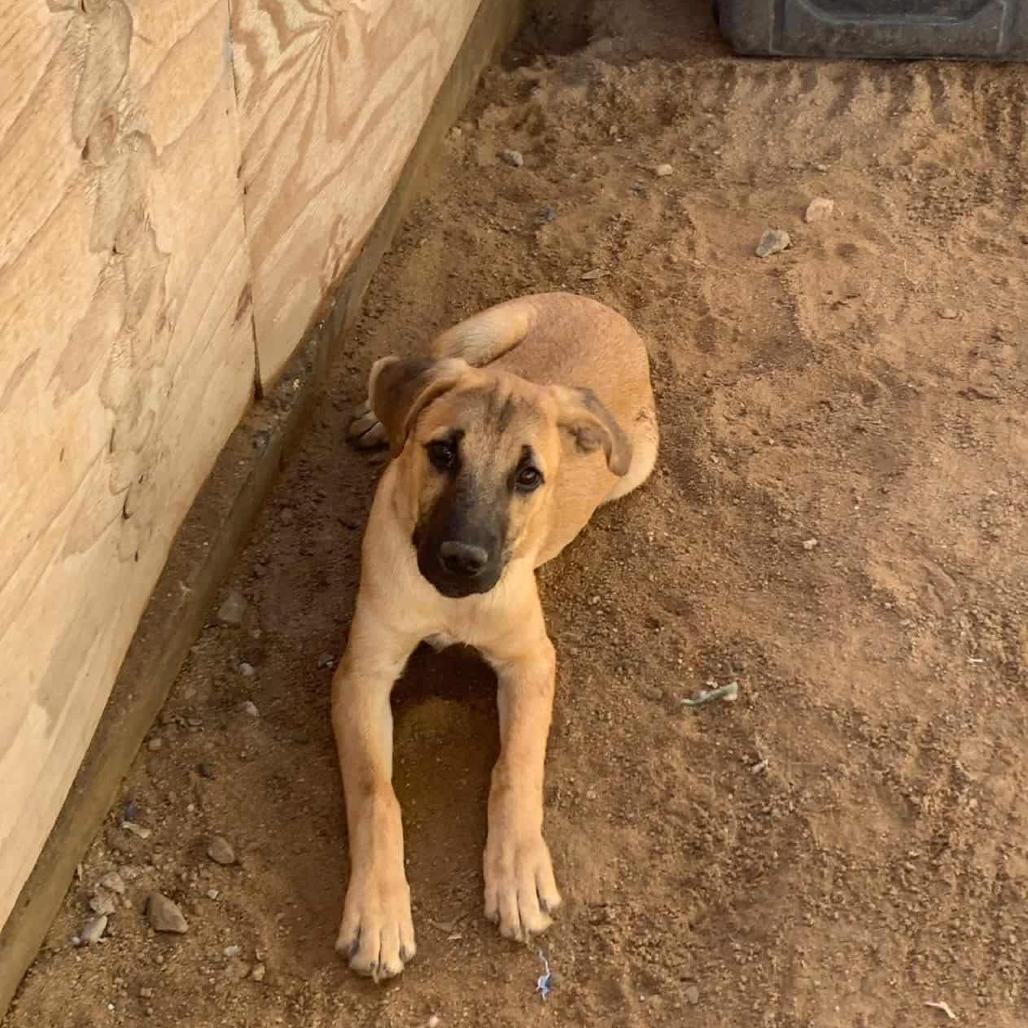Gregory, a Adoptable Mixed Breed in Bend, OR image 2/5