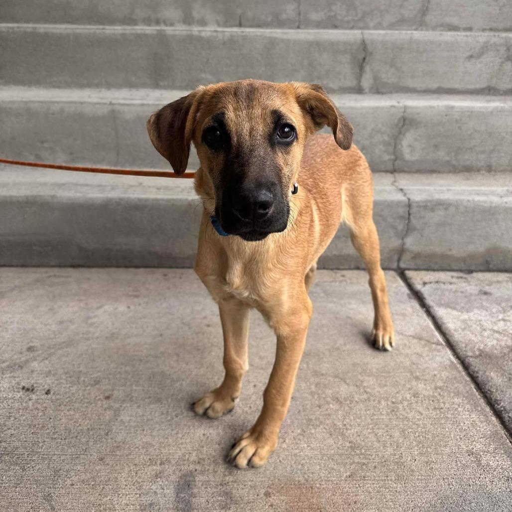 Gregory, a Adoptable Mixed Breed in Bend, OR image 3/5