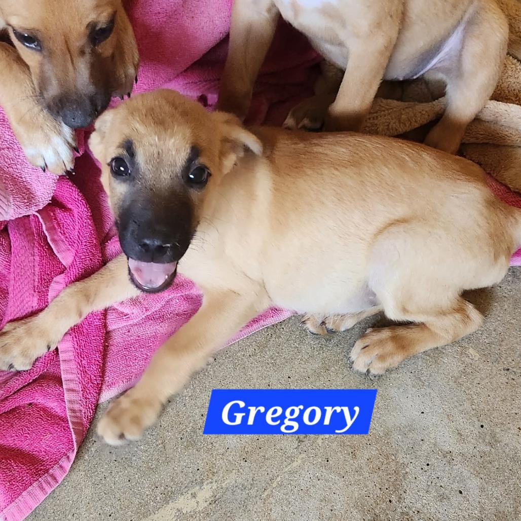 Gregory, a Adoptable Mixed Breed in Bend, OR image 4/5