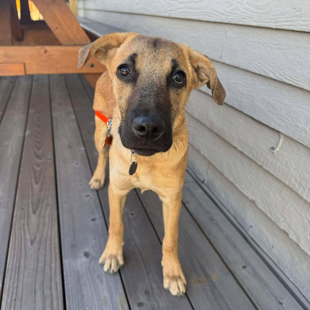 Gregory, a Adoptable Mixed Breed in Bend, OR image 5/5