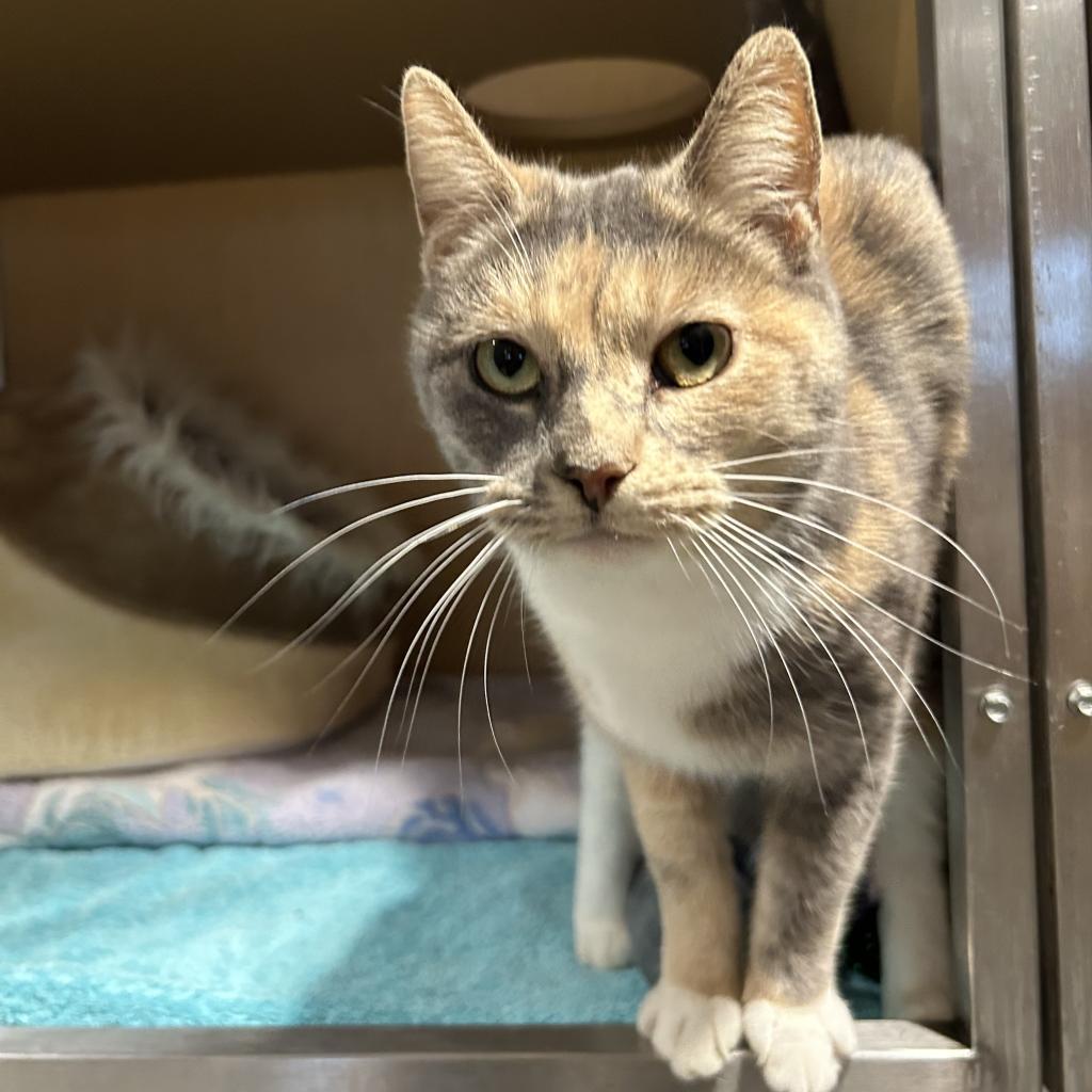 Gismo, Adoptable, Senior Female Domestic Short Hair.