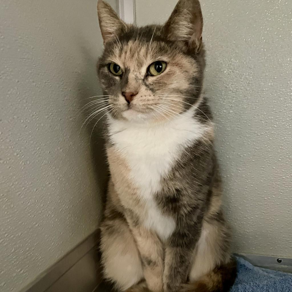 Enlarge Gismo, a Adoptable Domestic Short Hair in Chesapeake, VA image 2/4