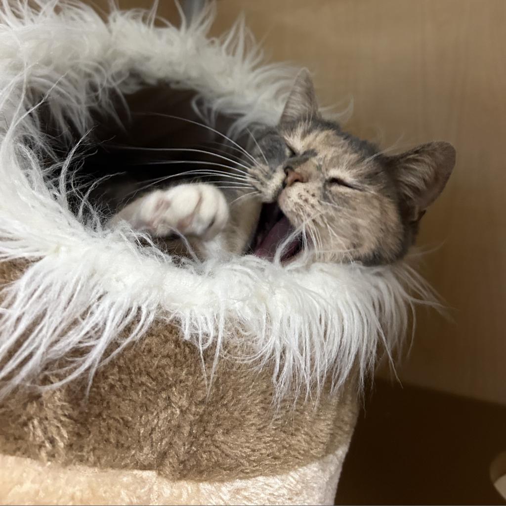 Enlarge Gismo, a Adoptable Domestic Short Hair in Chesapeake, VA image 3/4