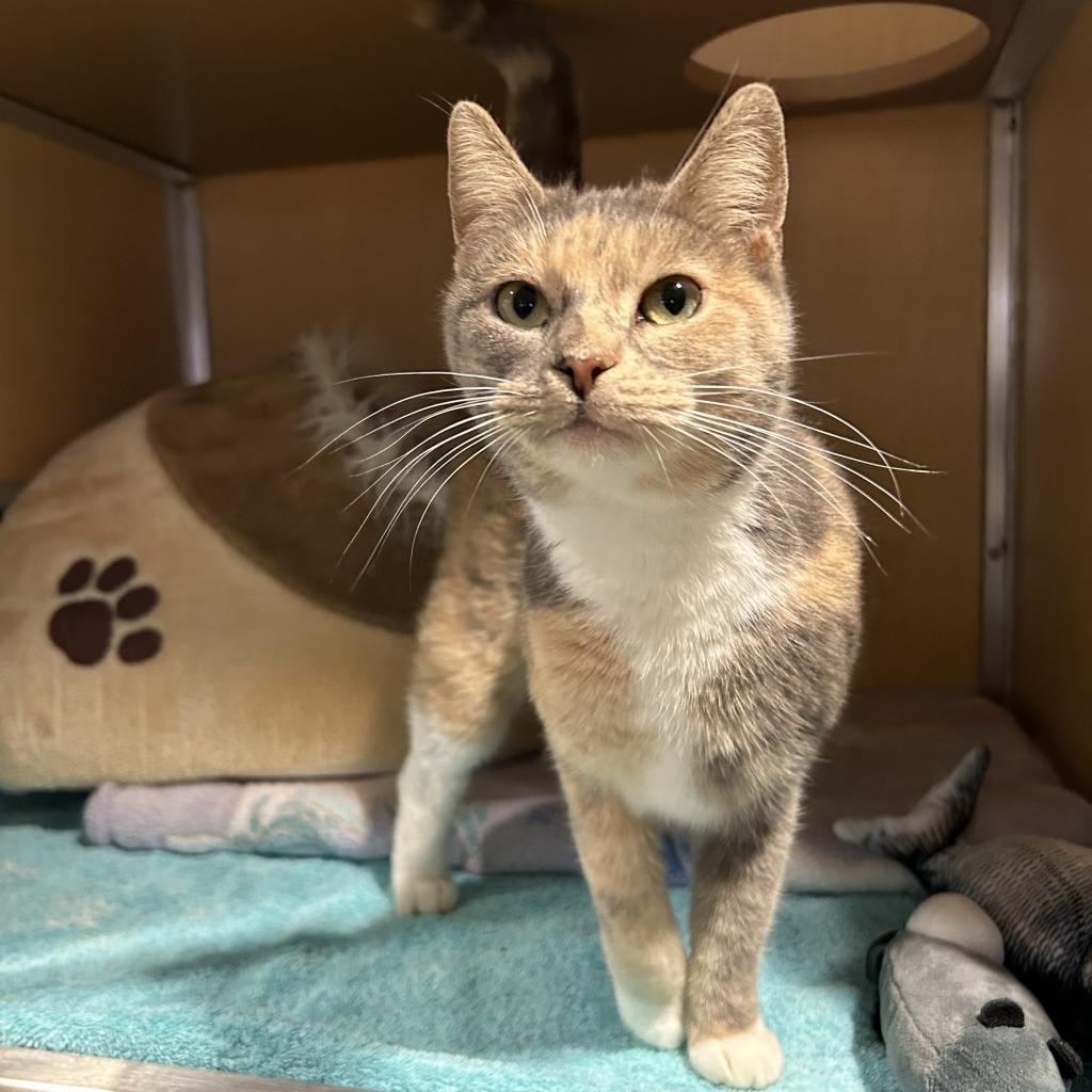 Enlarge Gismo, a Adoptable Domestic Short Hair in Chesapeake, VA image 4/4