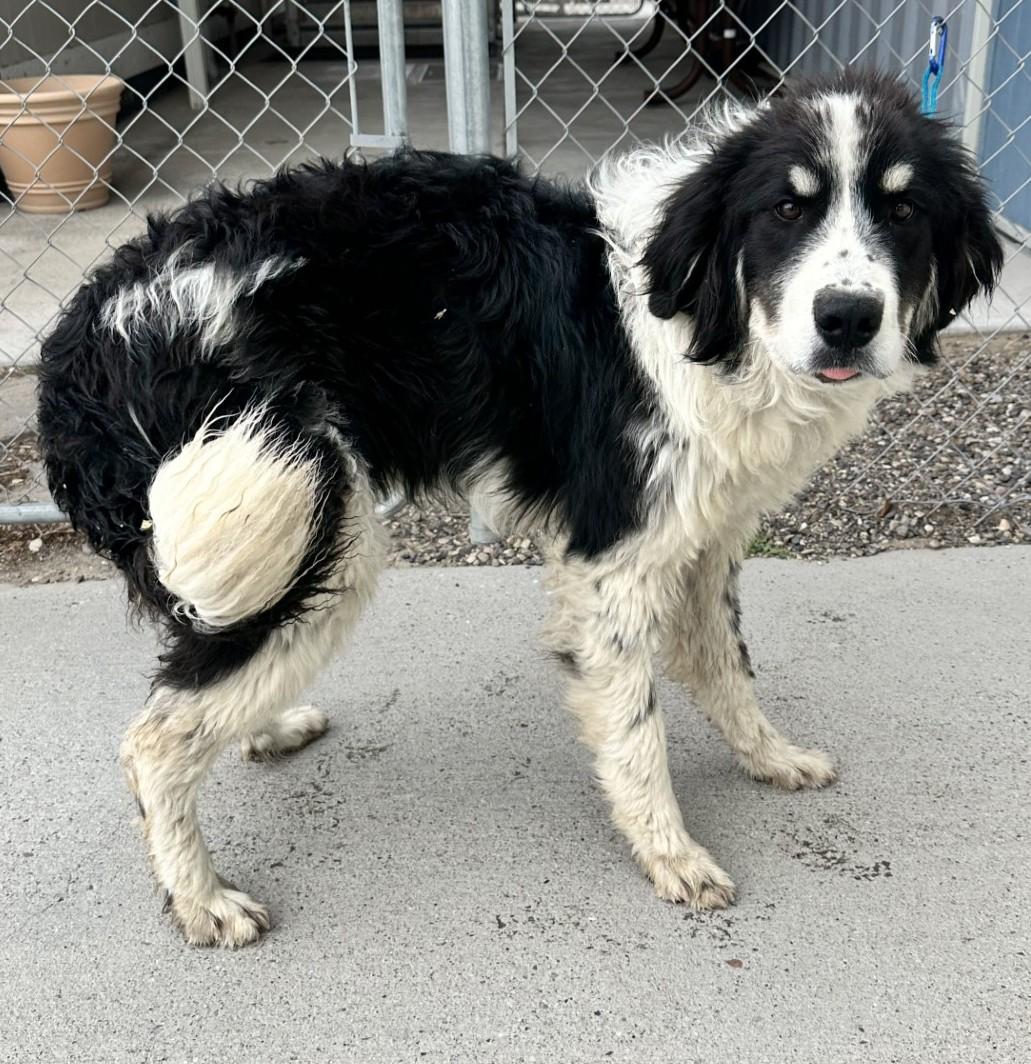 61149557, ADOPTABLE, Adult Male Great Pyrenees.