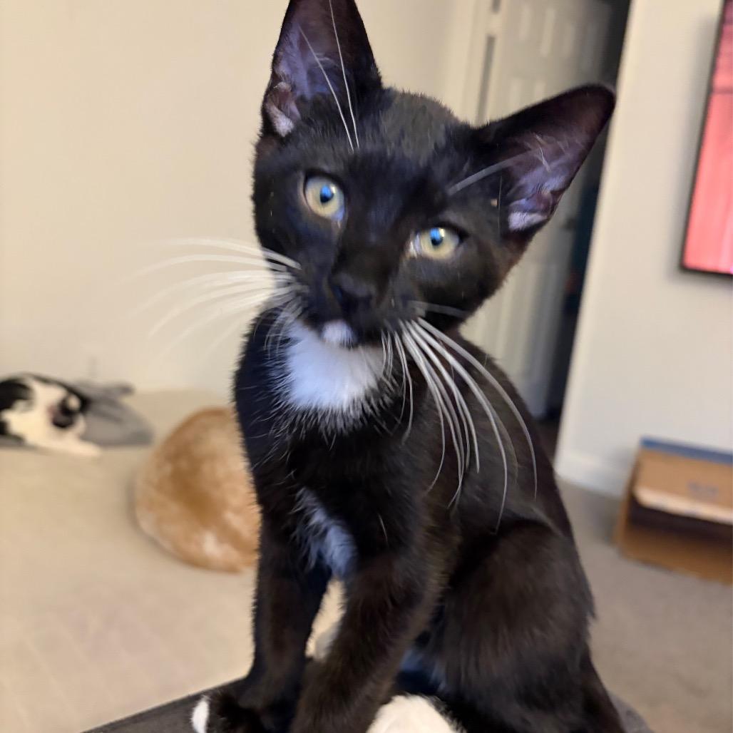 Boots Fischer, Adoptable, Kitten Male Domestic Short Hair.