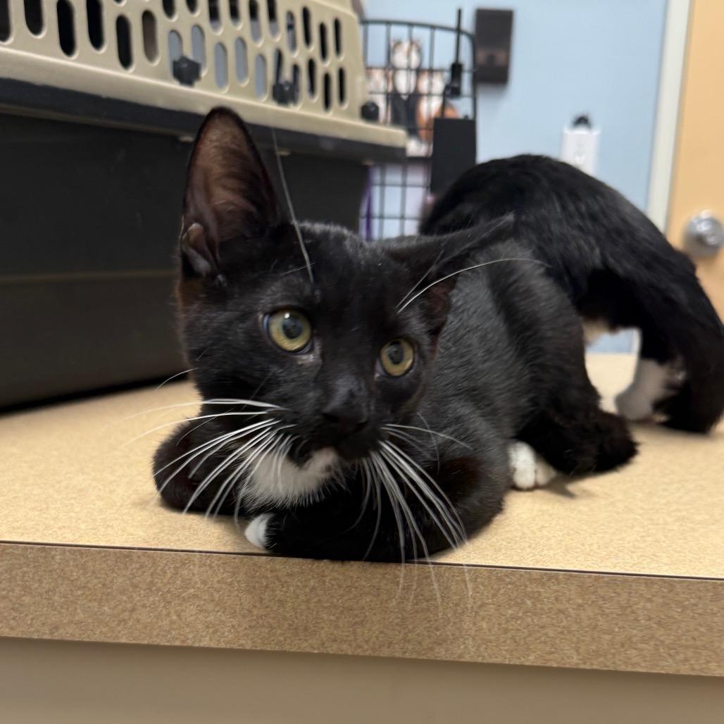 Enlarge Boots Fischer, a Adoptable Domestic Short Hair in Las Vegas, NV image 2/6