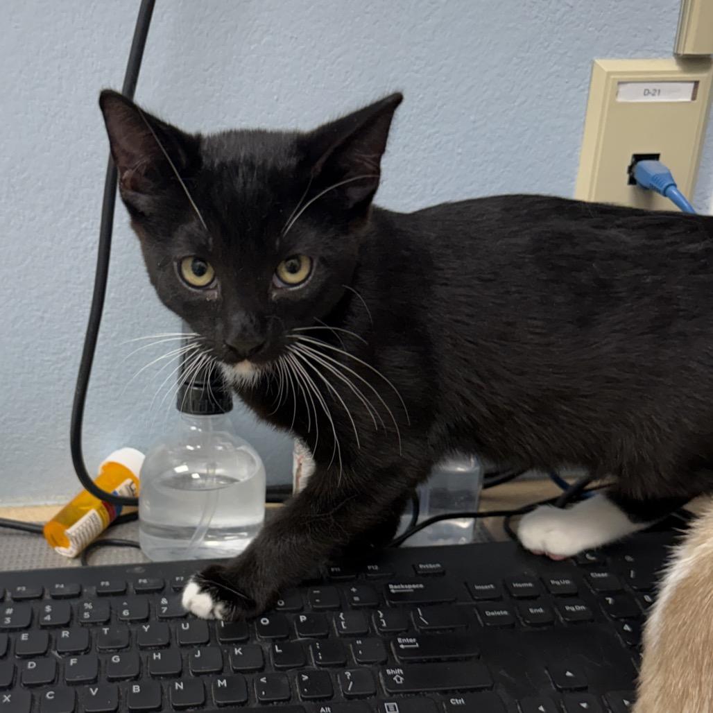 Enlarge Boots Fischer, a Adoptable Domestic Short Hair in Las Vegas, NV image 3/6