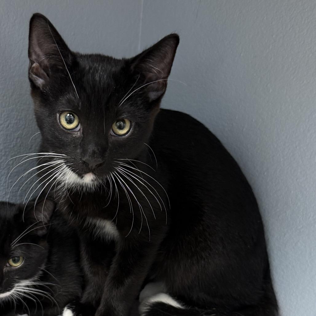 Enlarge Boots Fischer, a Adoptable Domestic Short Hair in Las Vegas, NV image 4/6