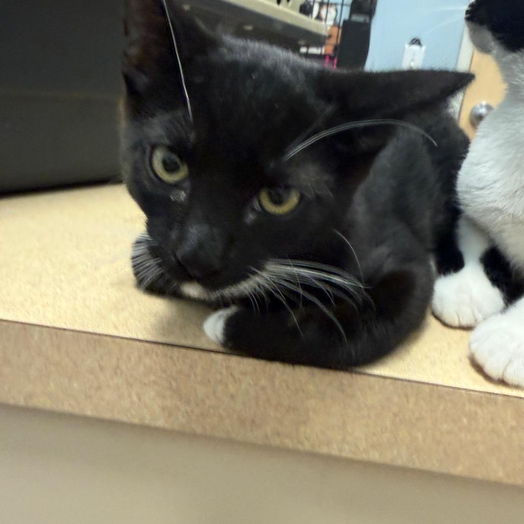 Enlarge Boots Fischer, a Adoptable Domestic Short Hair in Las Vegas, NV image 5/6