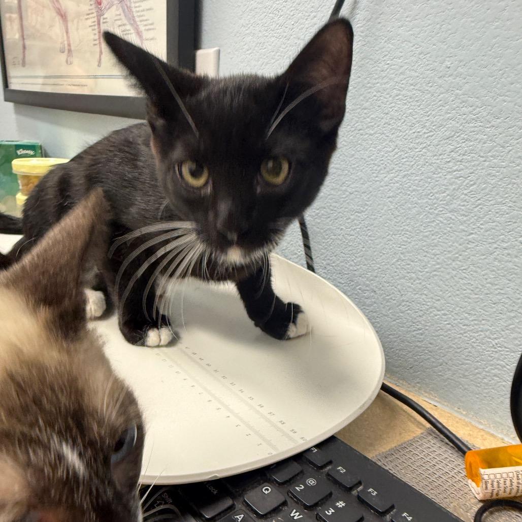 Enlarge Boots Fischer, a Adoptable Domestic Short Hair in Las Vegas, NV image 6/6