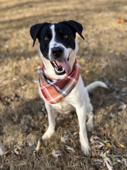 Enlarge Duncan, a Adoptable Mixed Breed in Bartlesville, OK image 1/3