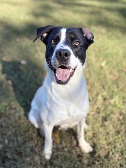Duncan, Adoptable, Adult Male Mixed Breed & Mixed Breed.