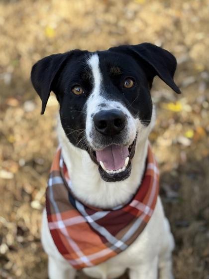 Enlarge Duncan, a Adoptable Mixed Breed in Bartlesville, OK image 2/3