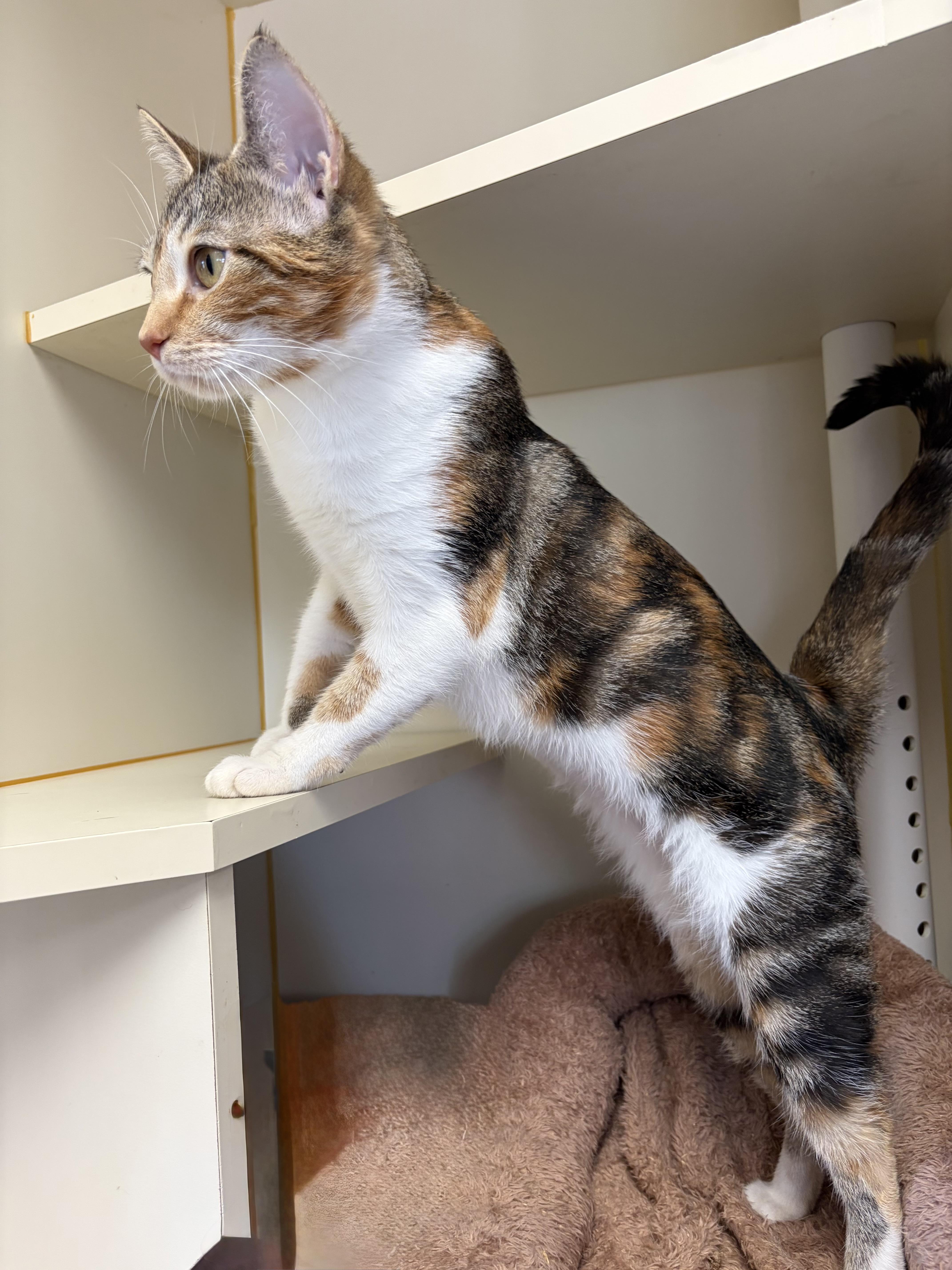 Enlarge Ramona, a Adoptable Domestic Short Hair in Somerset, NJ image 4/5