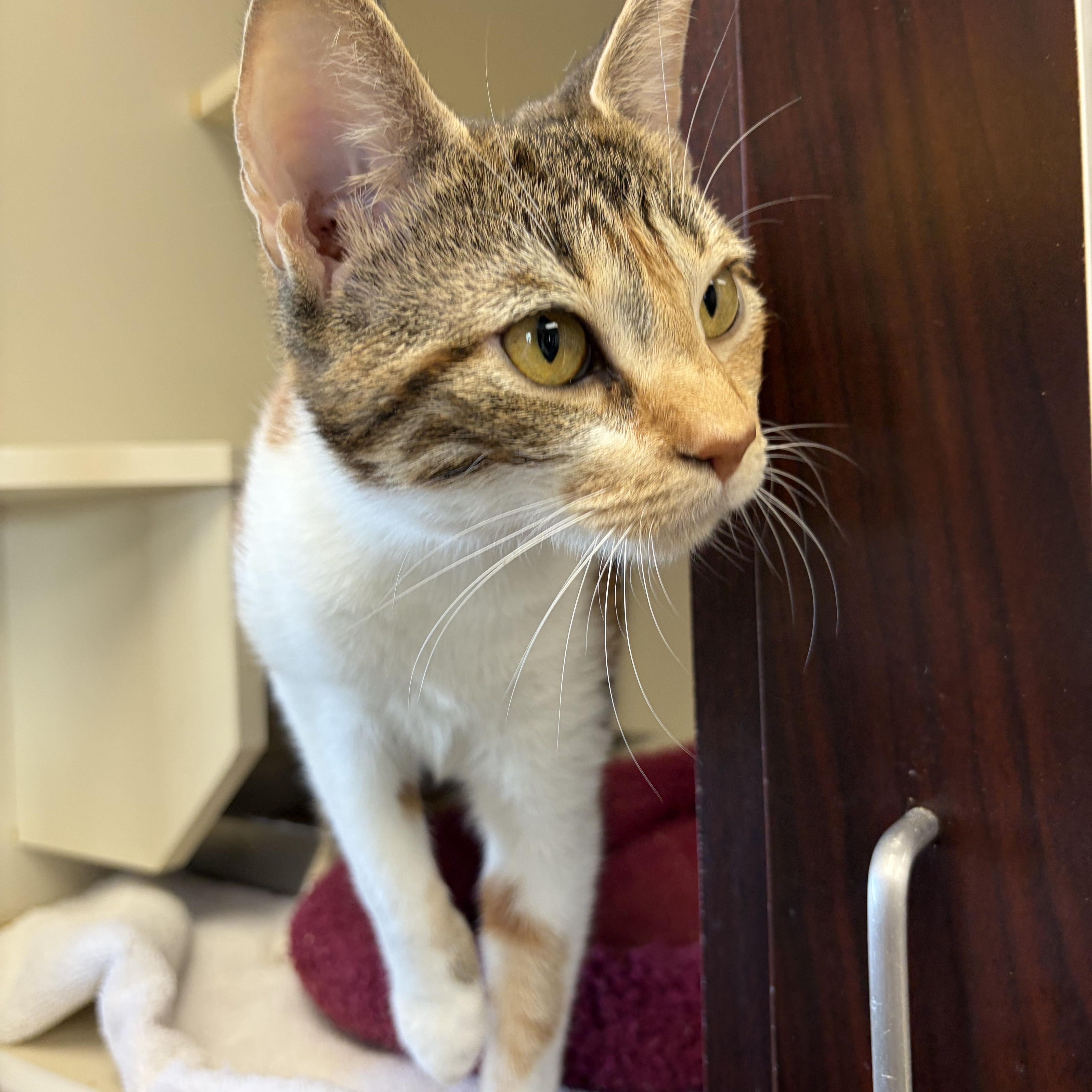 Enlarge Ramona, a Adoptable Domestic Short Hair in Somerset, NJ image 3/5