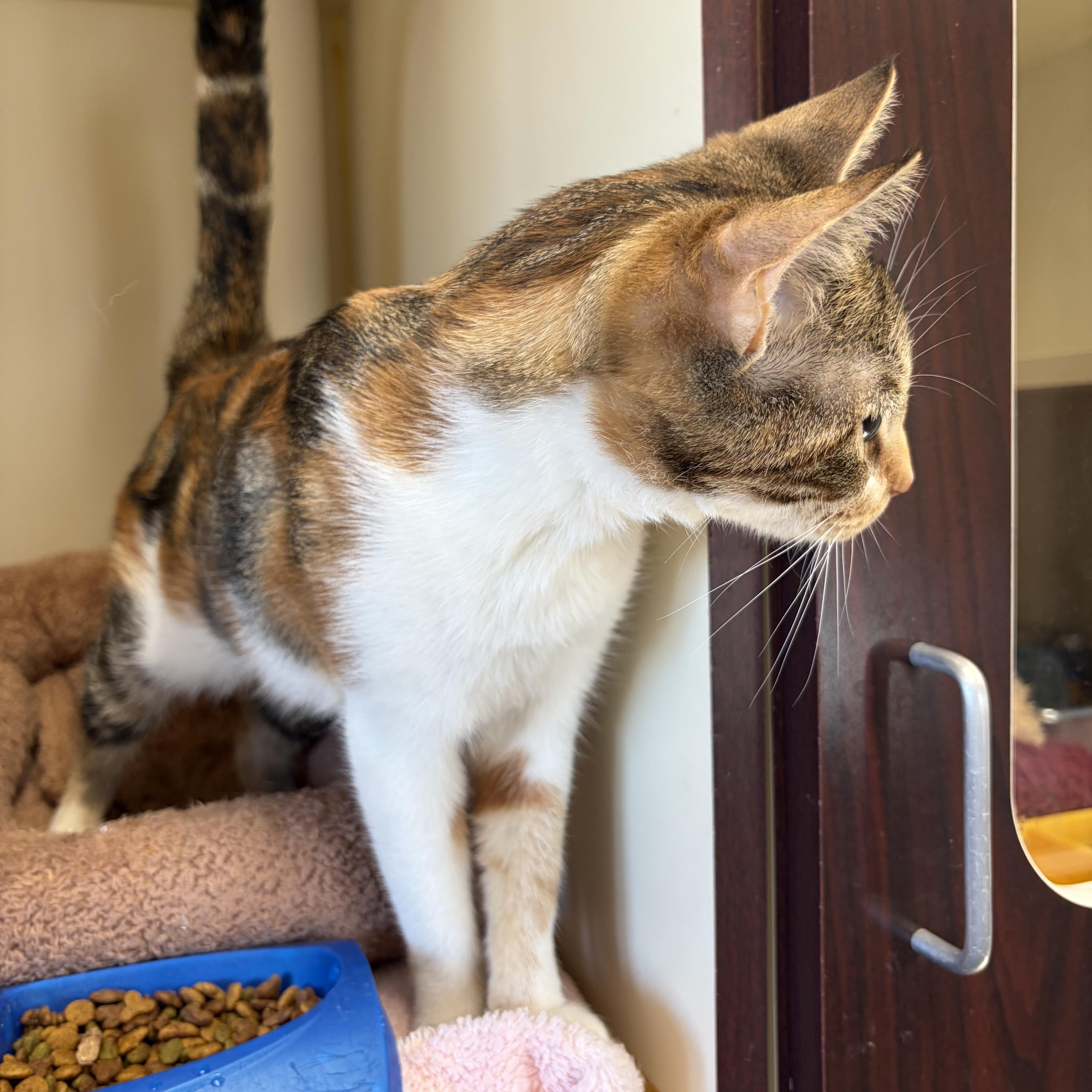 Enlarge Ramona, a Adoptable Domestic Short Hair in Somerset, NJ image 5/5