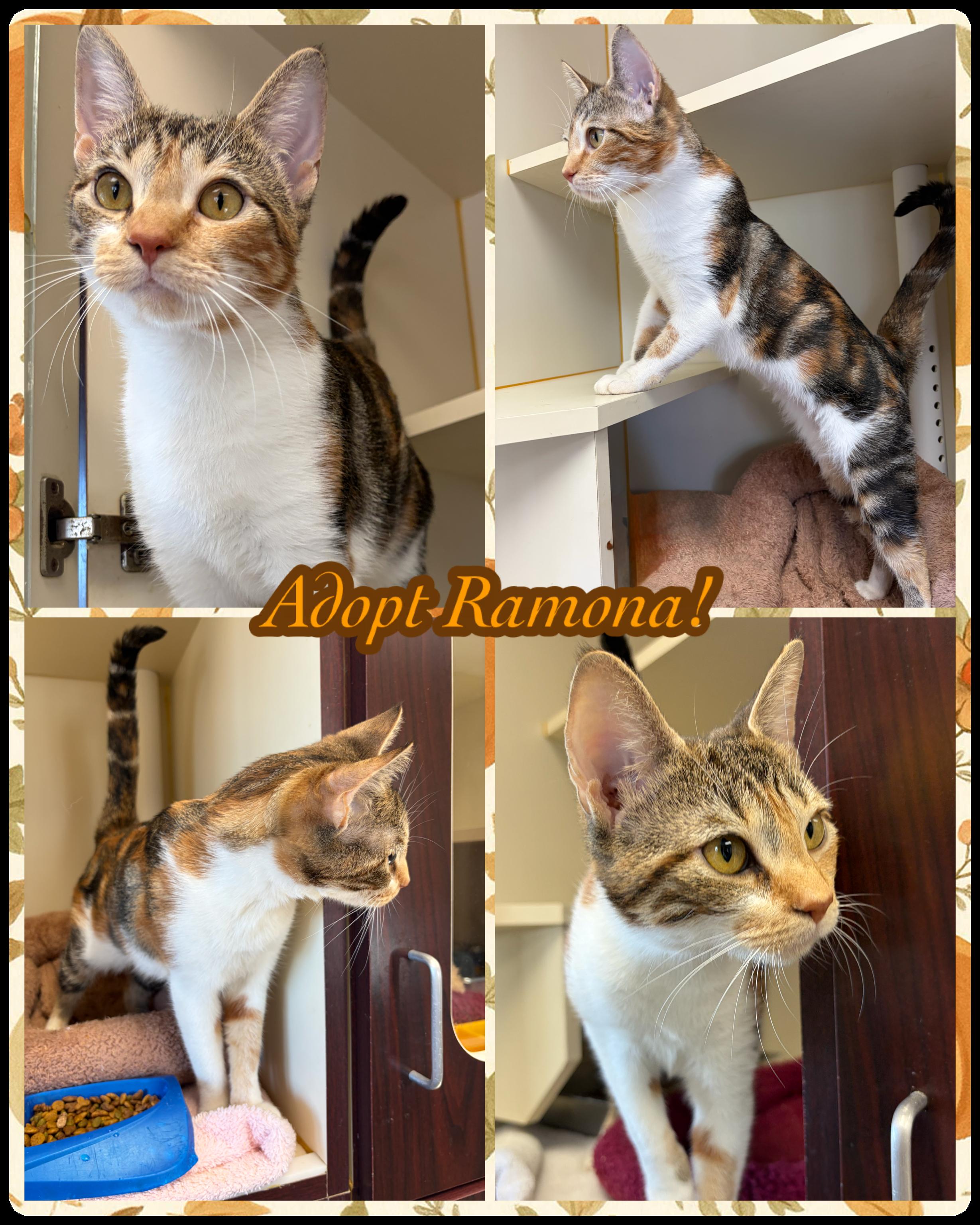 Ramona, Adoptable, Adult Female Domestic Short Hair.