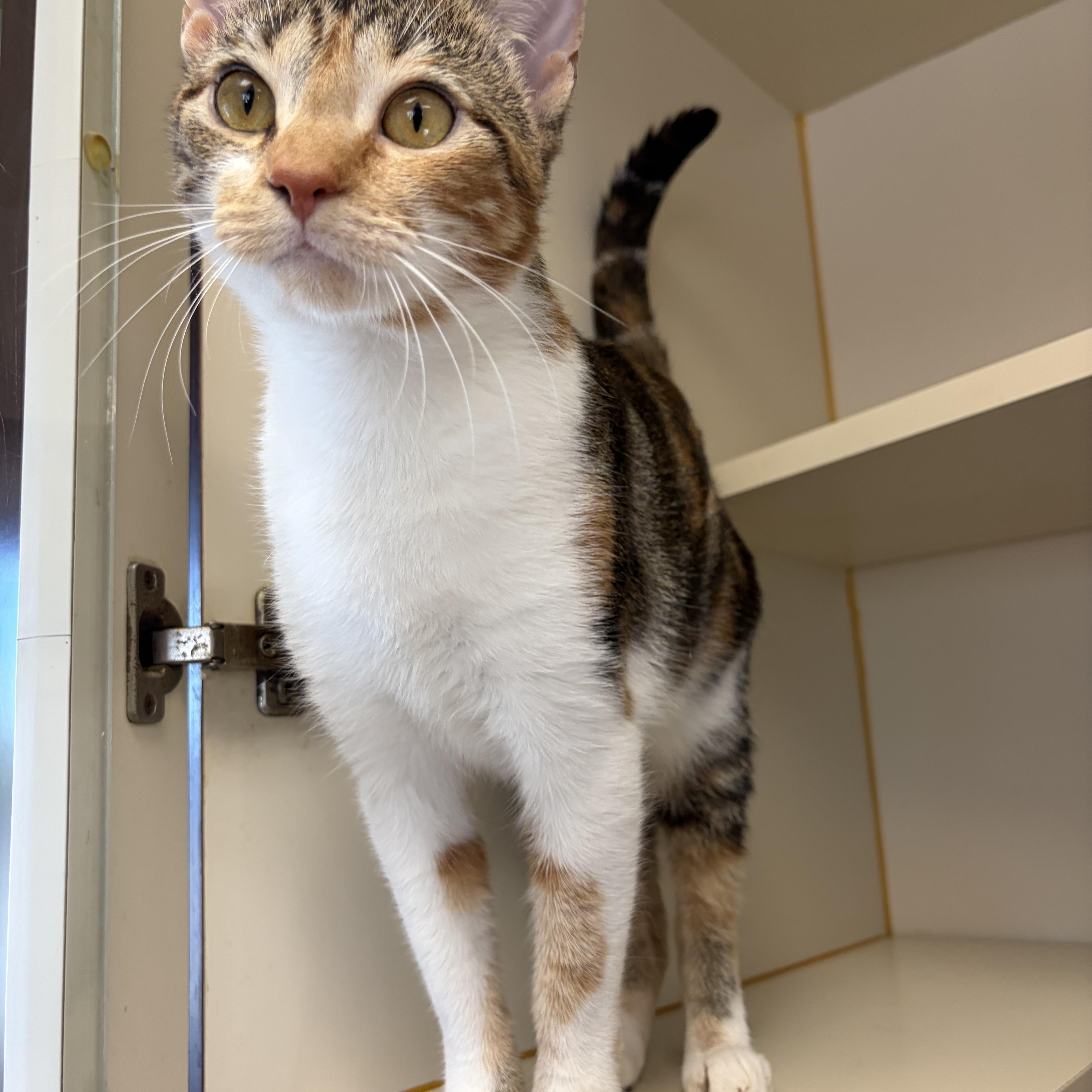 Enlarge Ramona, a Adoptable Domestic Short Hair in Somerset, NJ image 2/5