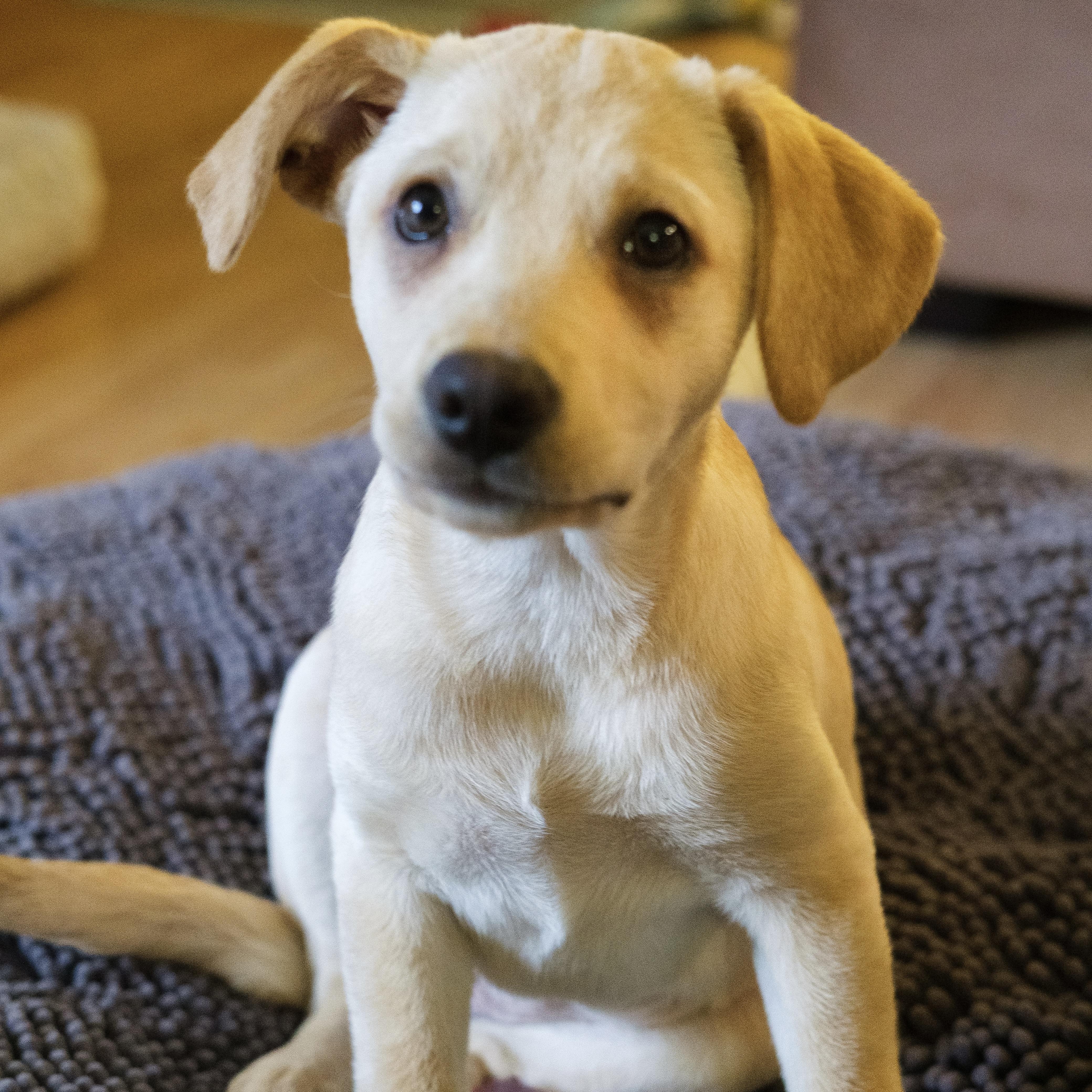 Josie, an adopted mixed breed in Ellicott City, MD image 4/4