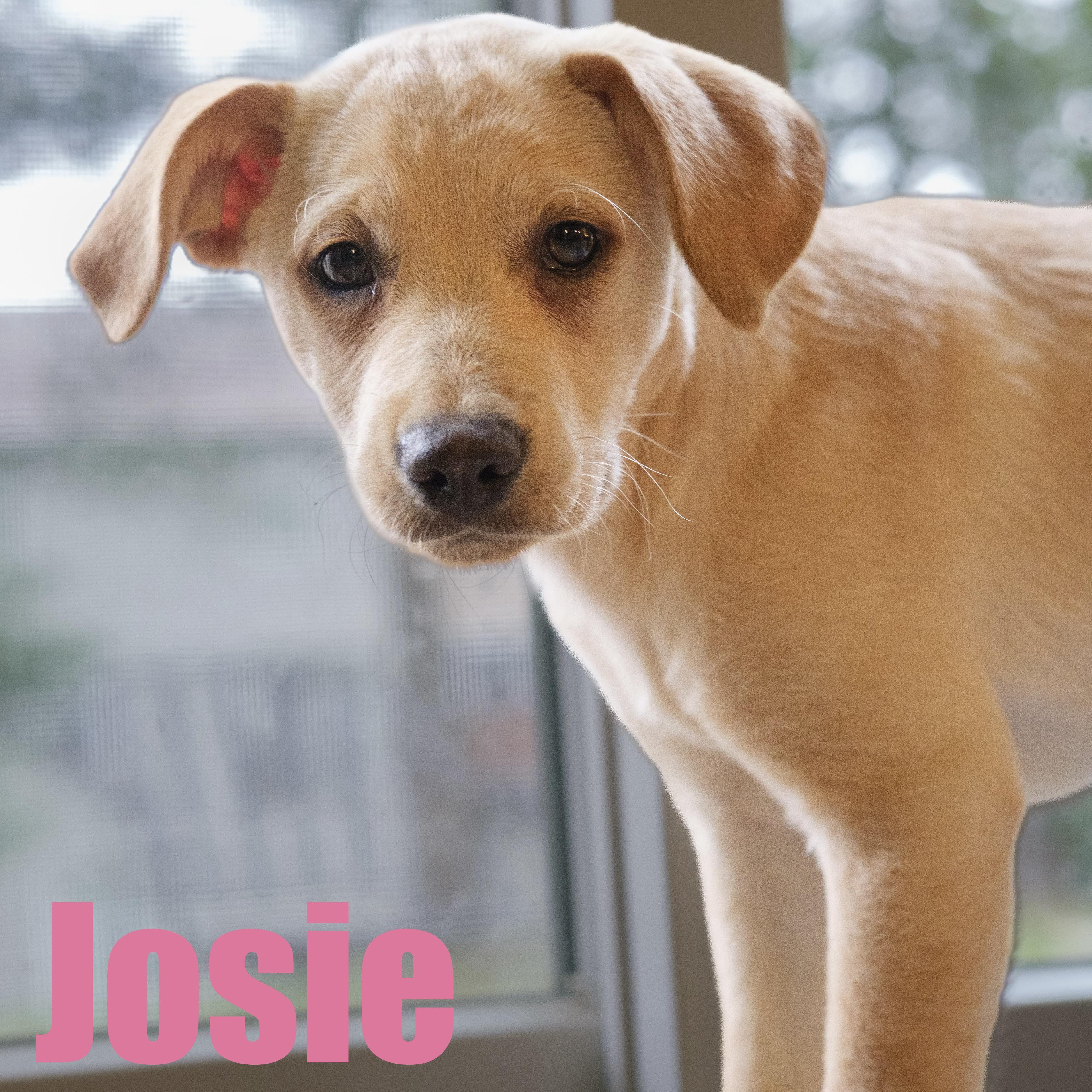 Josie, adopted, Puppy Female Retriever & Mixed Breed.