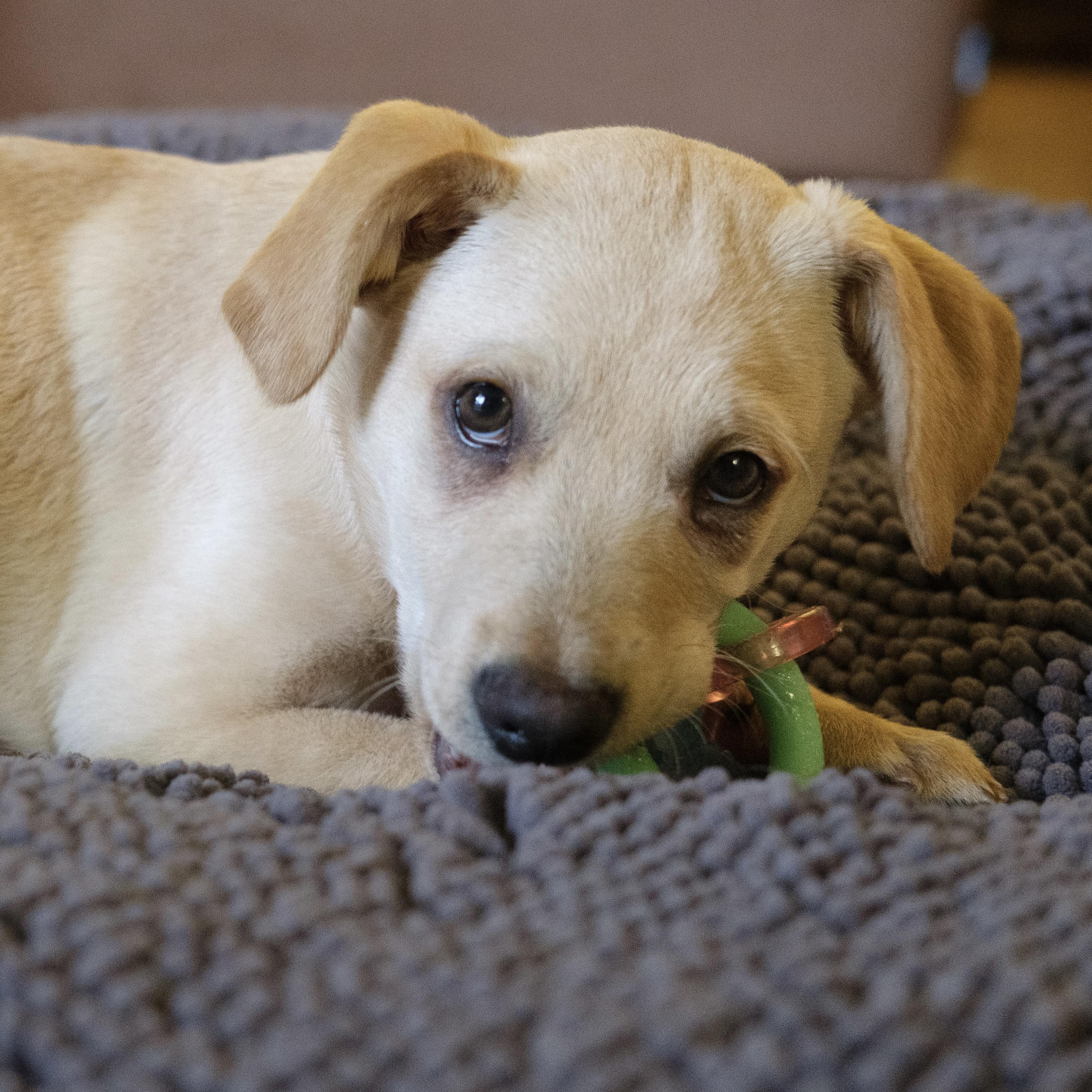 Josie, an adopted mixed breed in Ellicott City, MD image 3/4