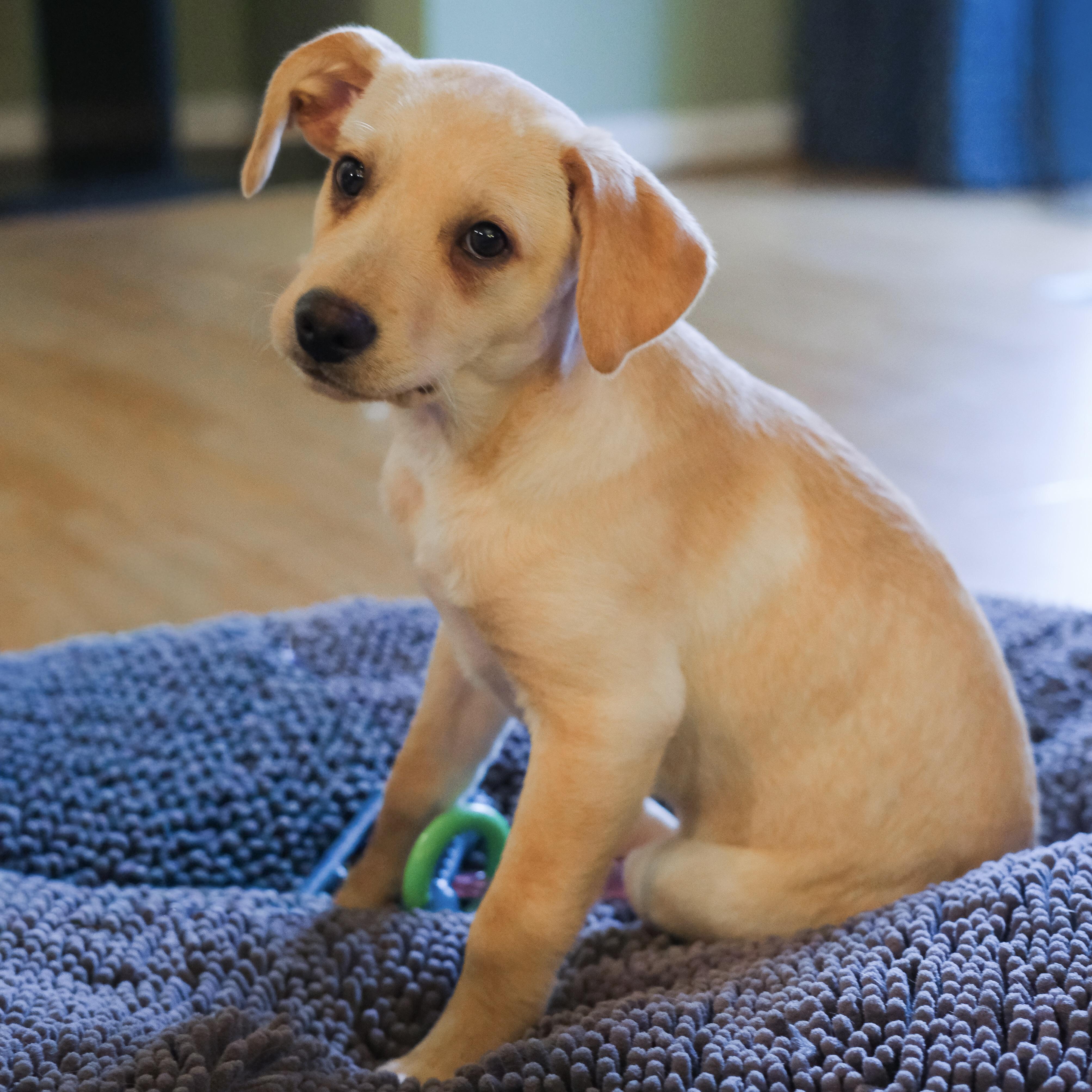 Josie, an adopted mixed breed in Ellicott City, MD image 2/4