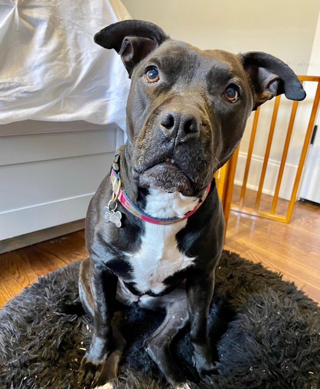 Lil, Adoptable, Adult Female American Staffordshire Terrier & Labrador Retriever.