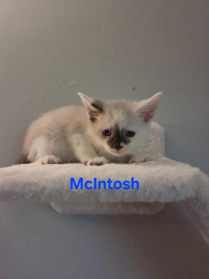 McIntosh, ADOPTABLE, Kitten Male Siamese.