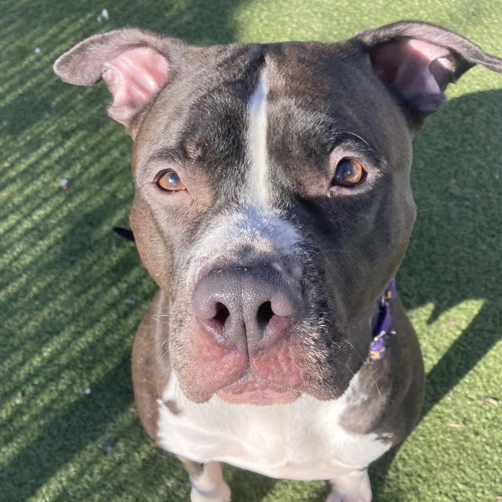 Lela, Adoptable, Adult Female Mixed Breed.