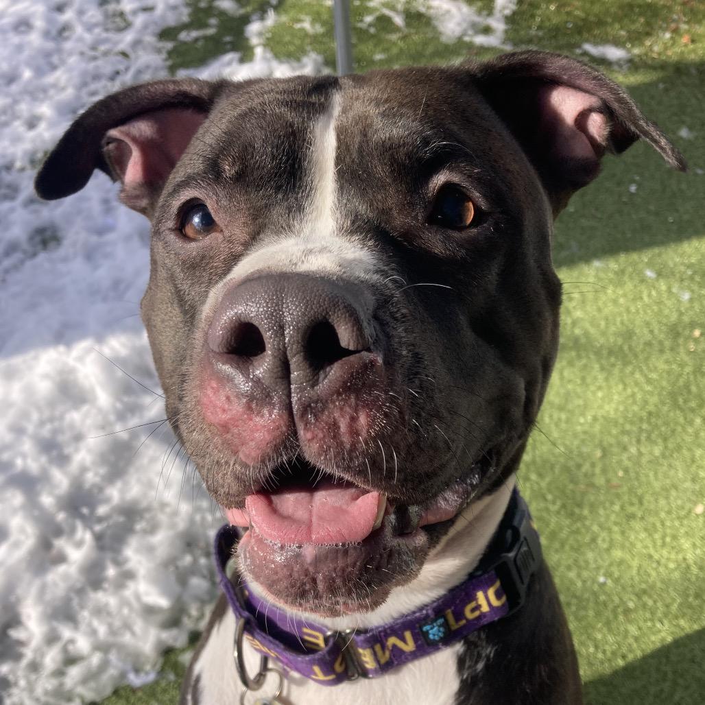 Enlarge Lela, a Adoptable Mixed Breed in Providence, RI image 2/6